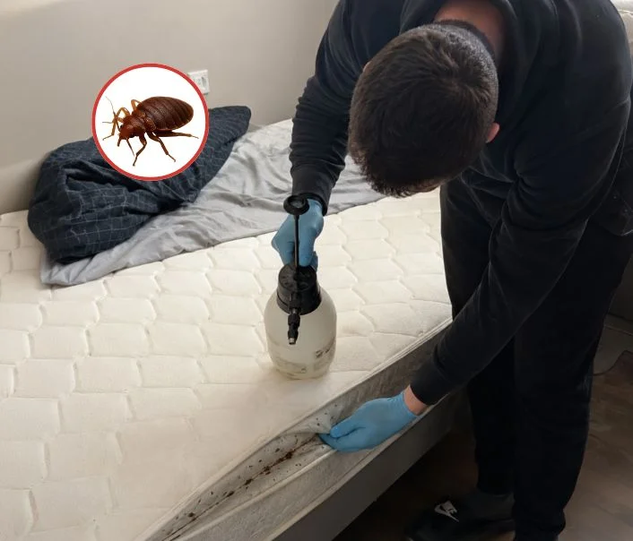 Technicien traitant un matelas contre les punaises de lit à Melun